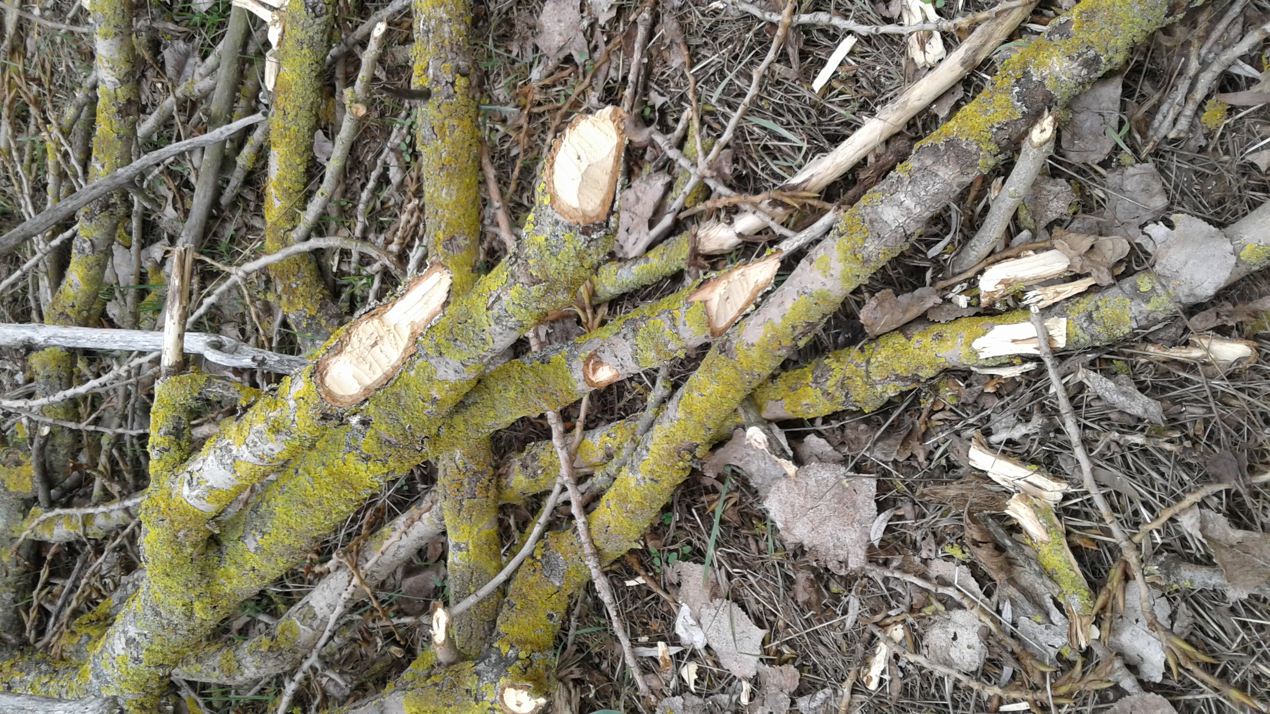 20190228_152945