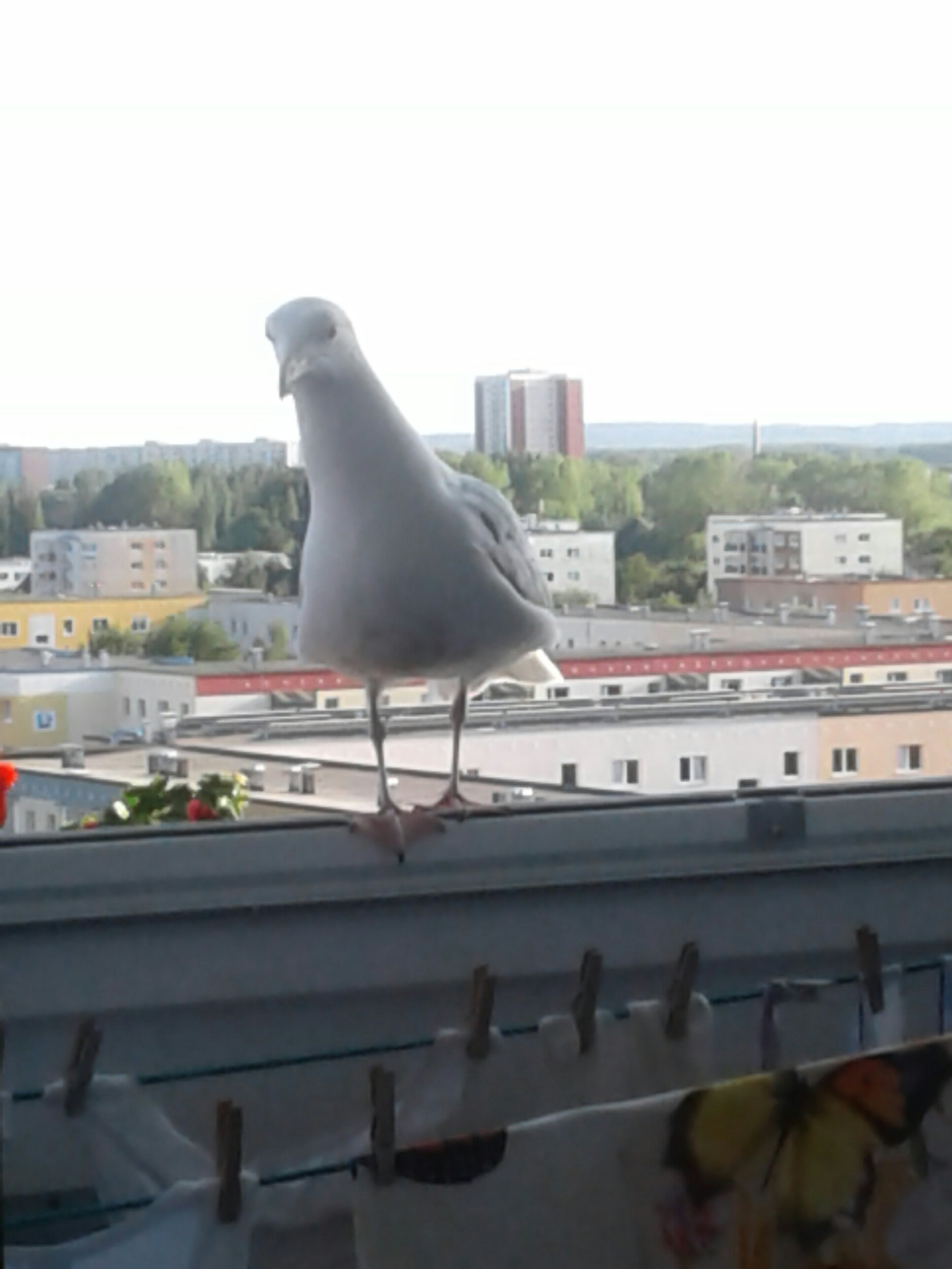 20180519_1856221227775946