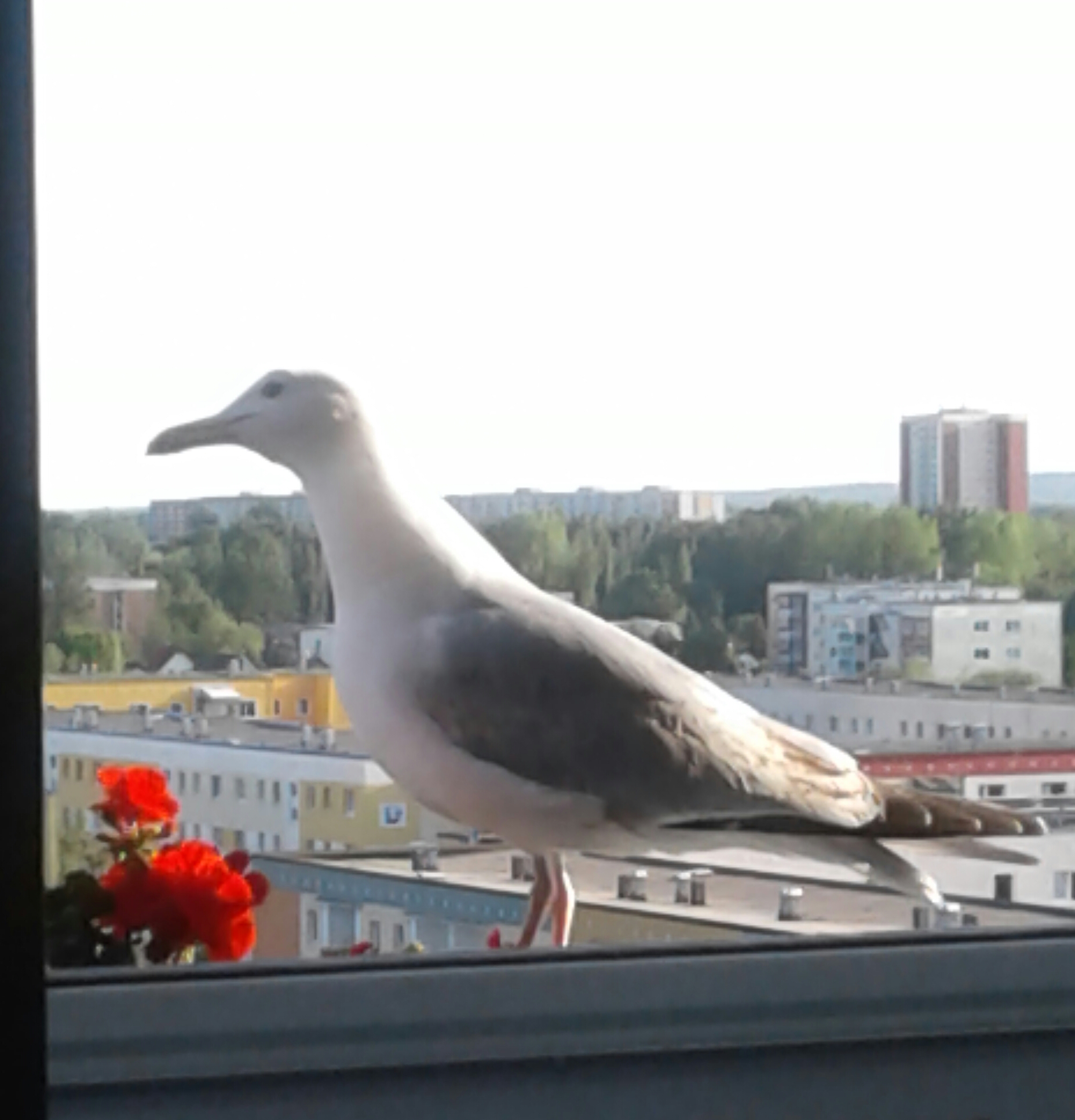 20180519_185637-1