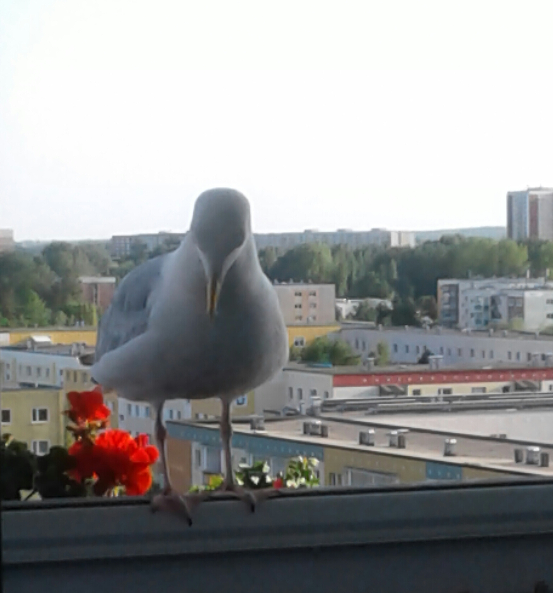 20180519_185647-1