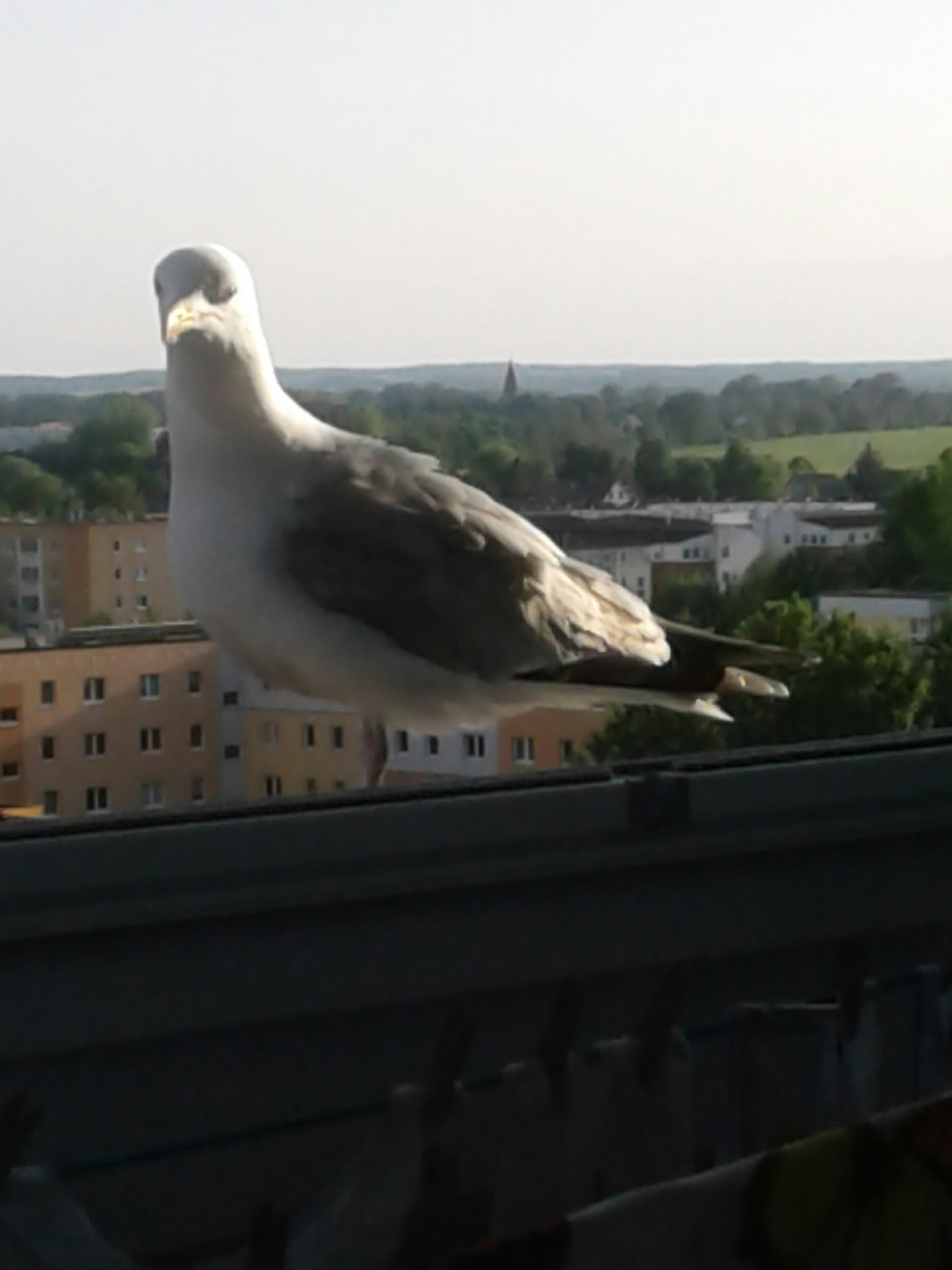 20180519_185830-2132366978