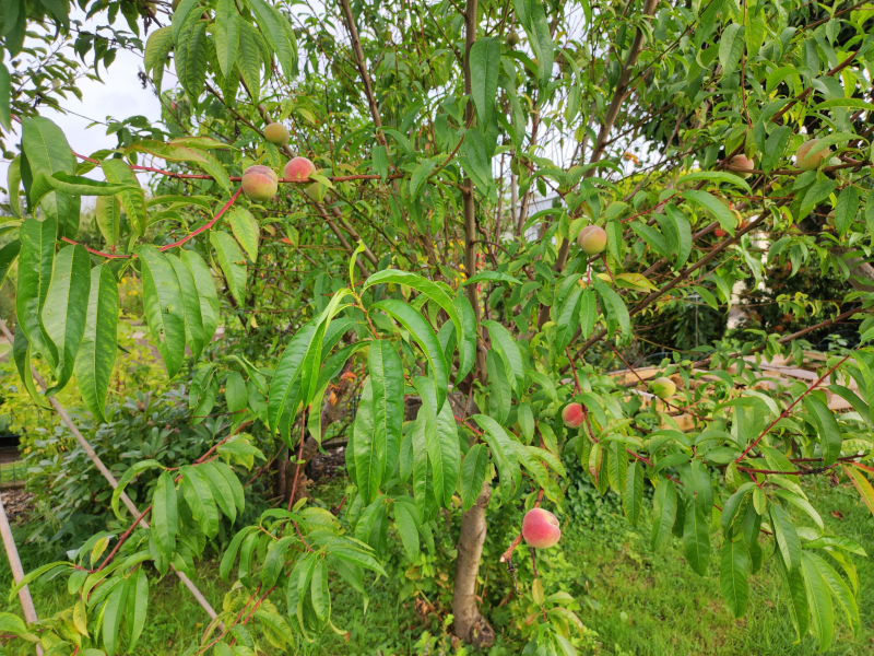 IMG_20250829_091925