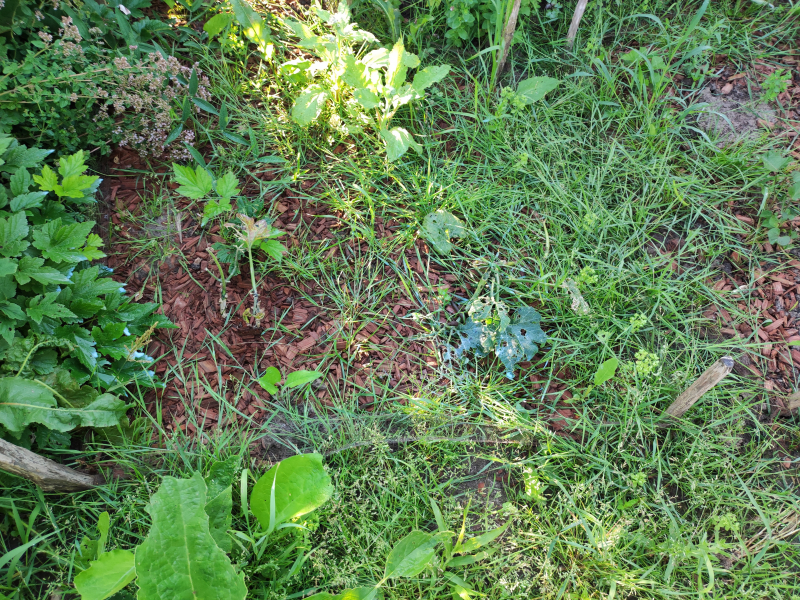 IMG_20250720_070527