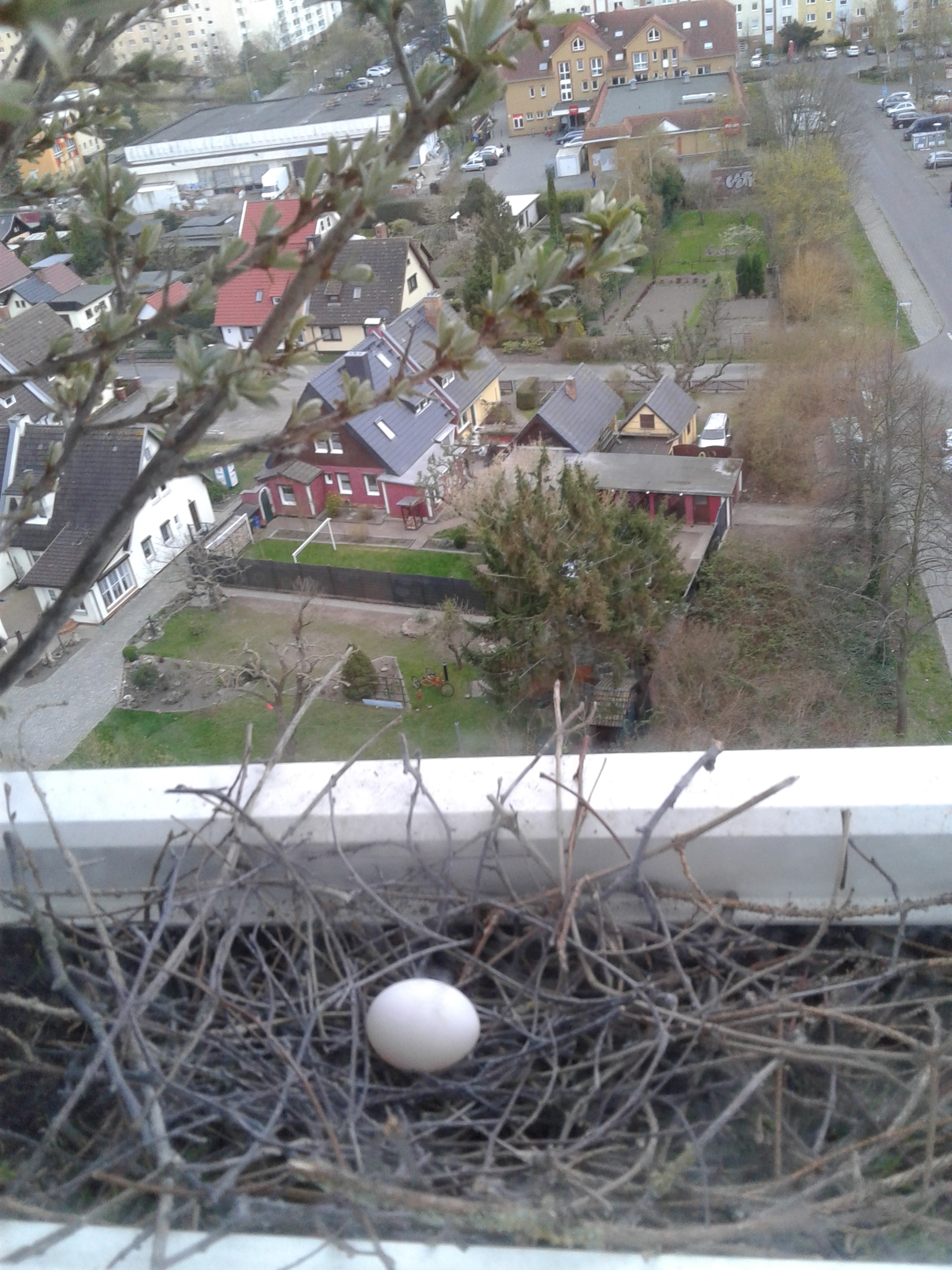 11.04.2019 - Das erste Ei