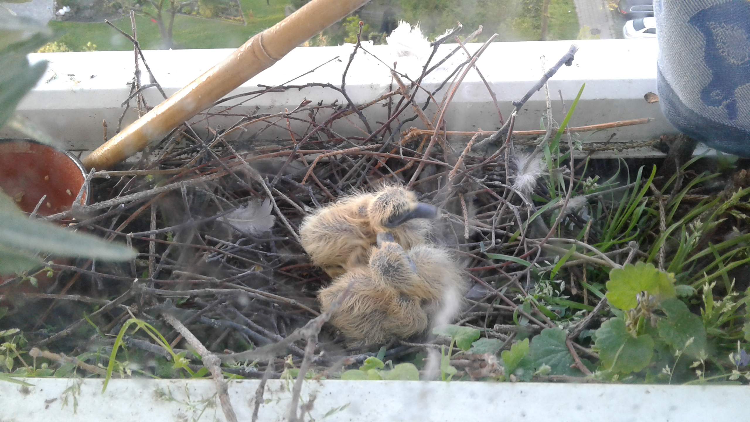 30.04.2019 - Die Küken sind geschlüpft