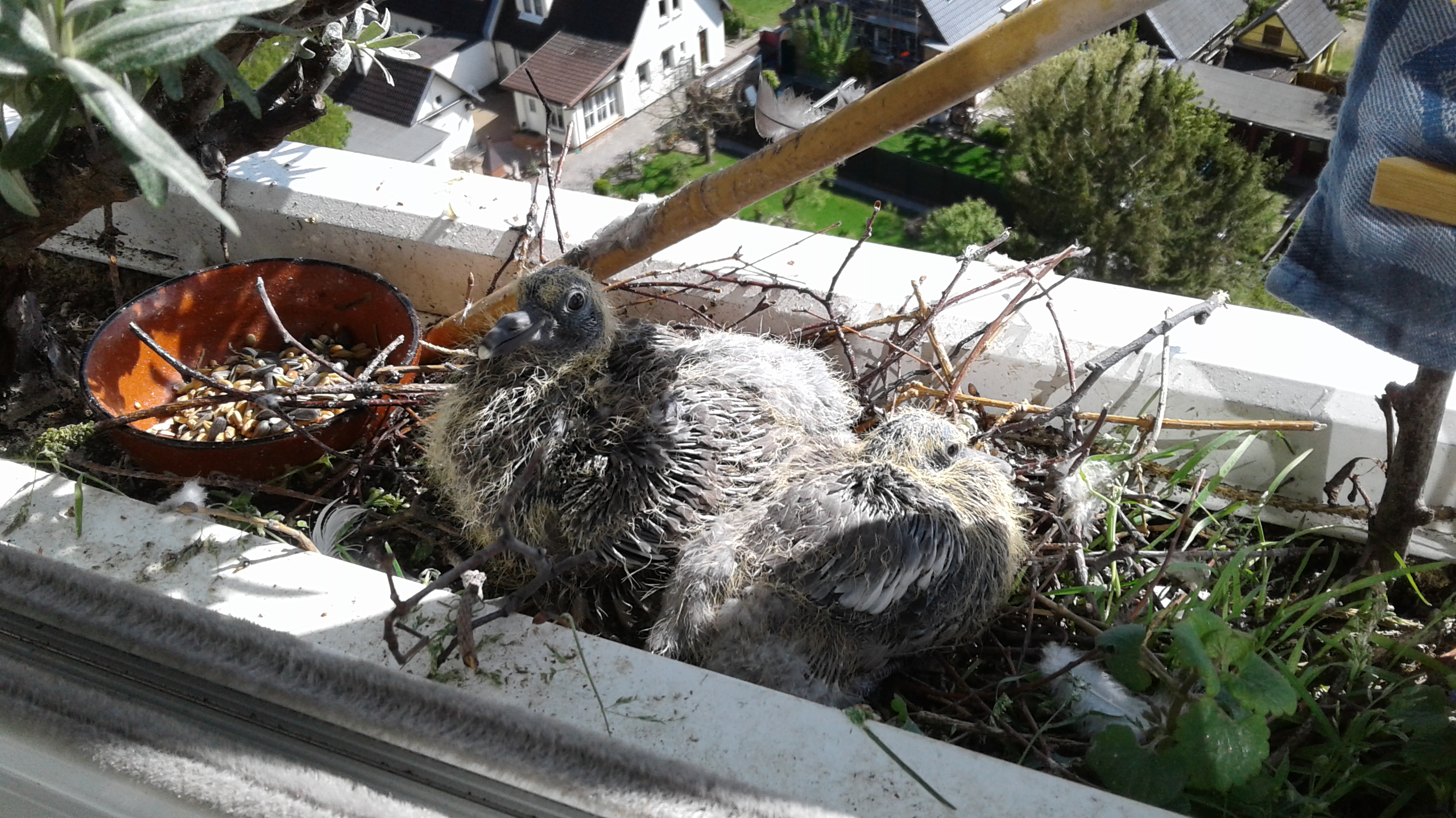 07.05..2019 - Die Küken sind gewachsen
