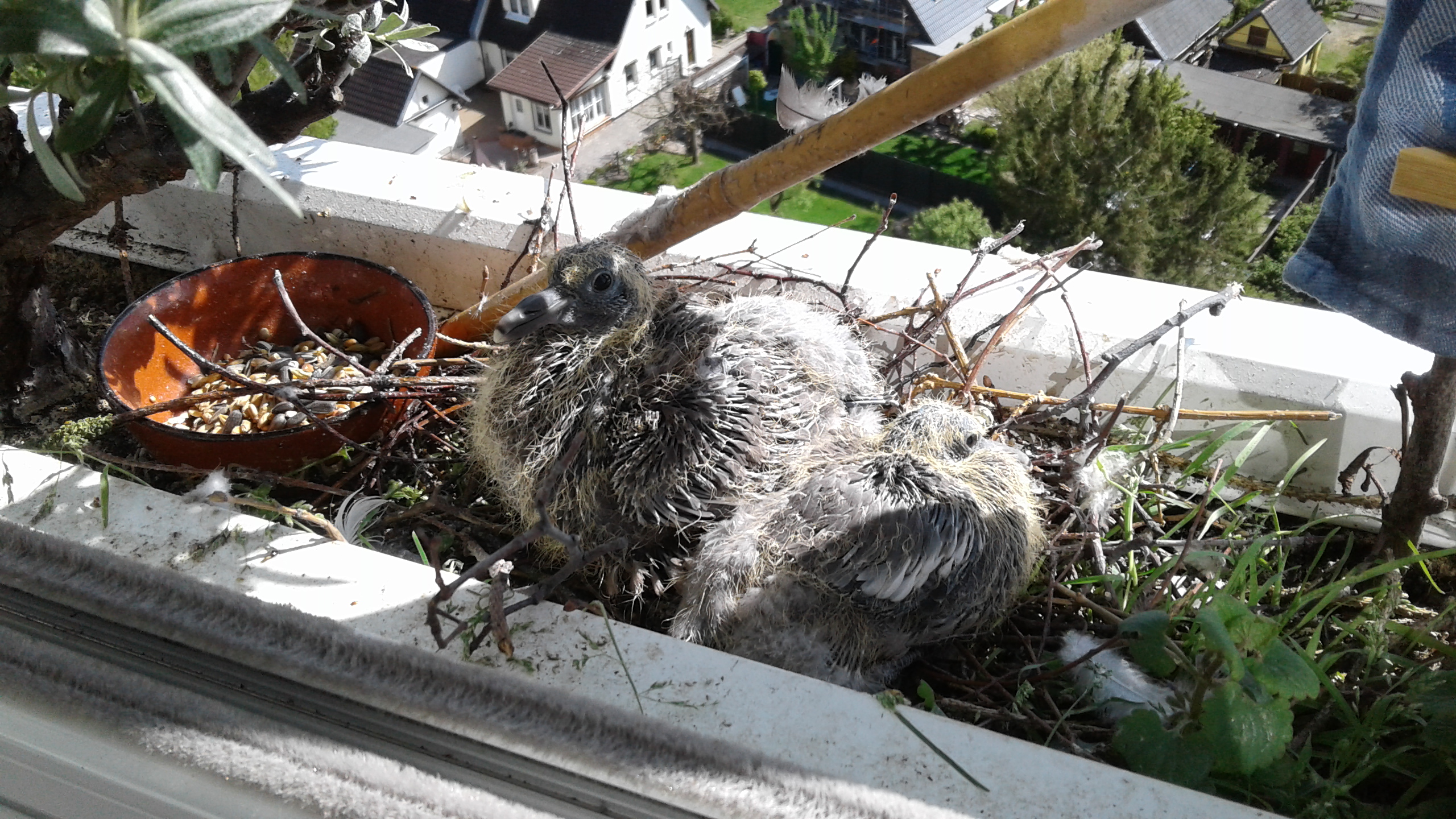 07.05..2019 - Die Küken sind gewachsen