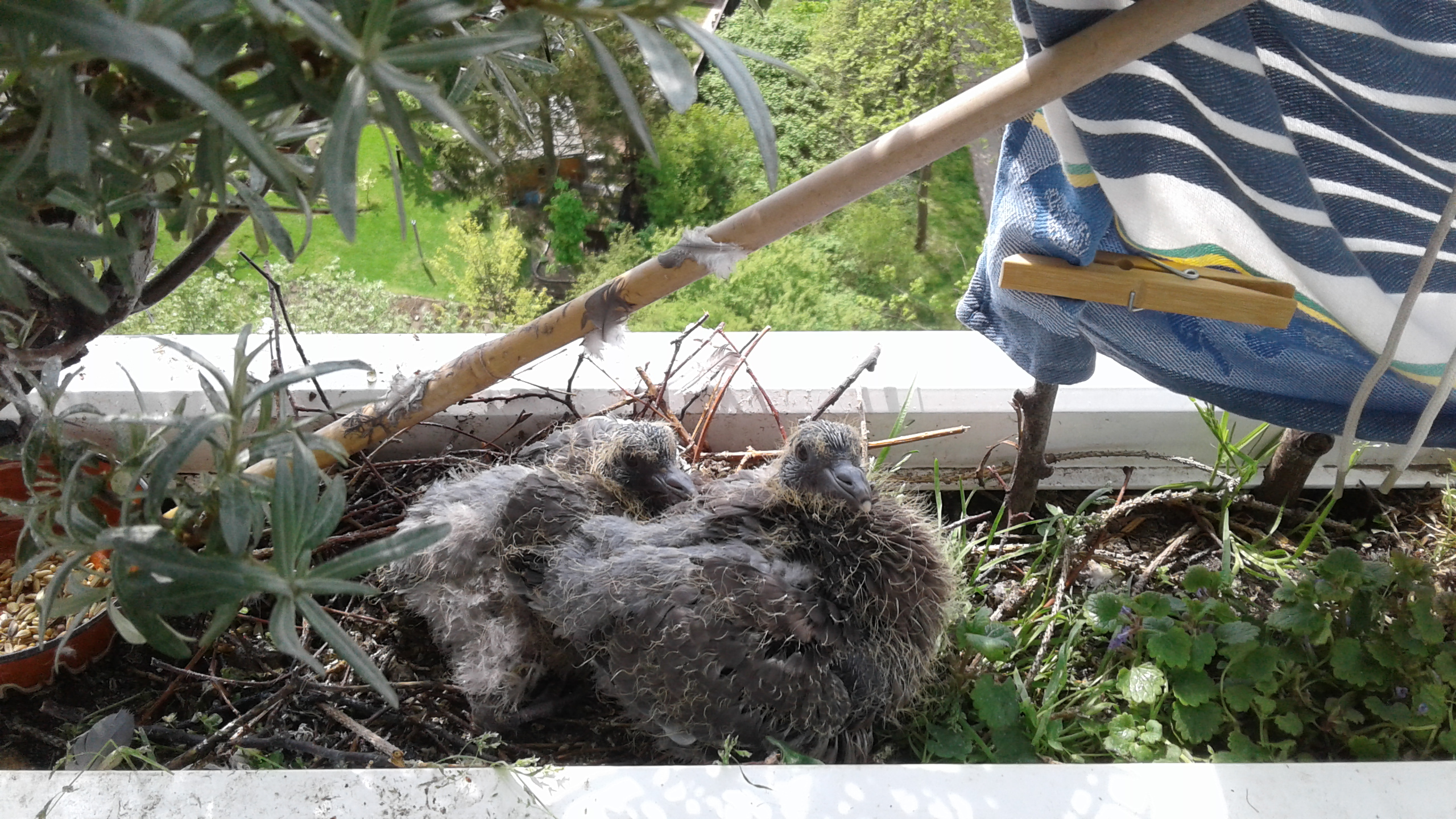 09.05.2019 - Die Küken sind weiter gewachsen