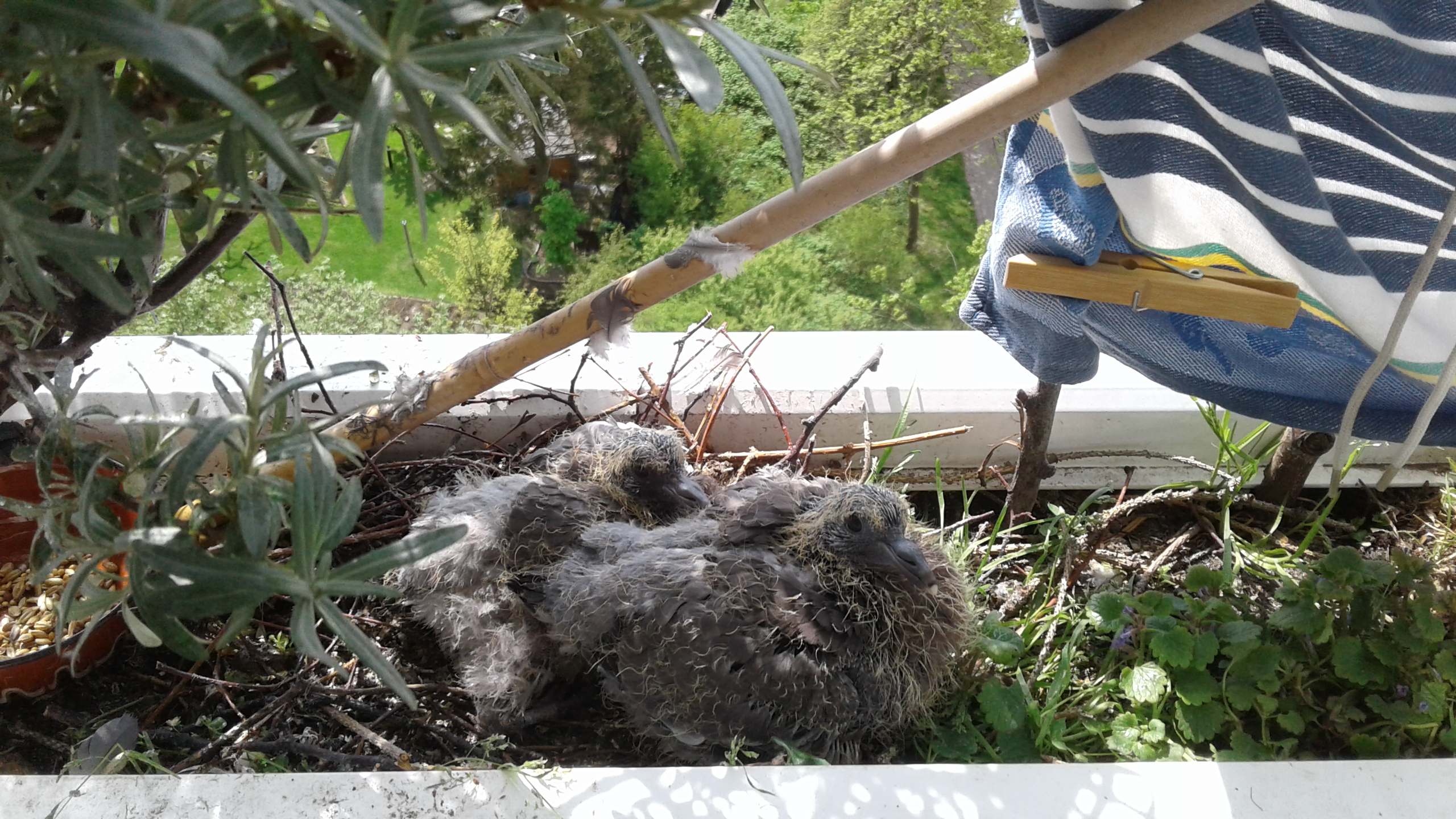 09.05.2019 - Die Küken sind weiter gewachsen