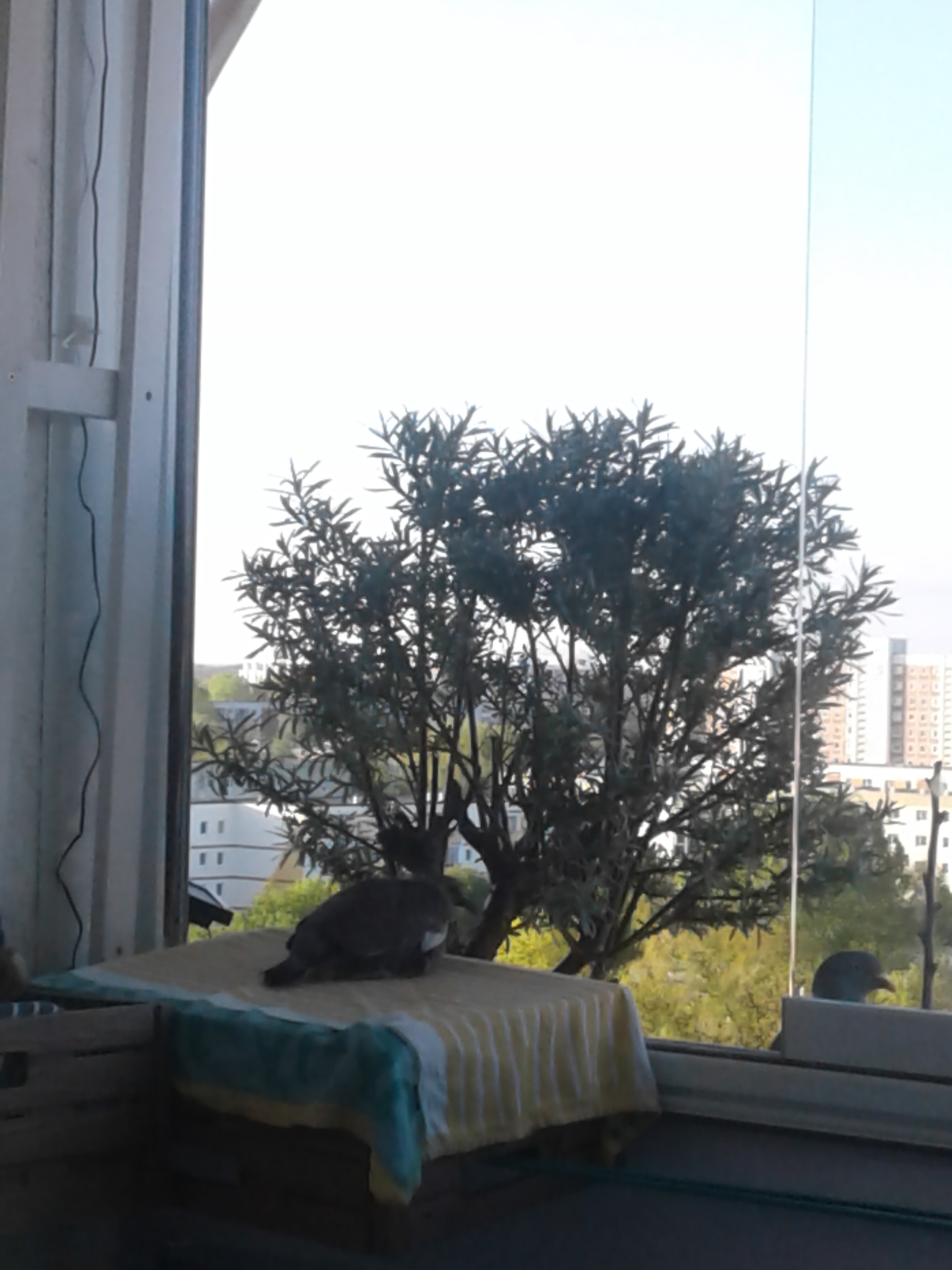 20190513_063814